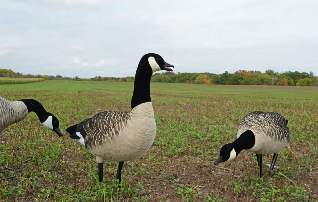 The Environmental Benefits of Lightweight Dive Bomb Decoys